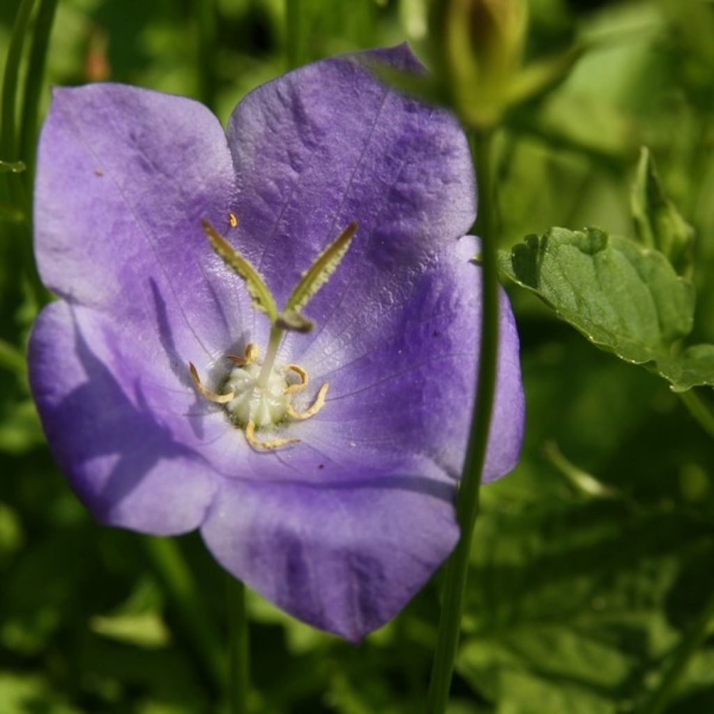 Campanula carpatica