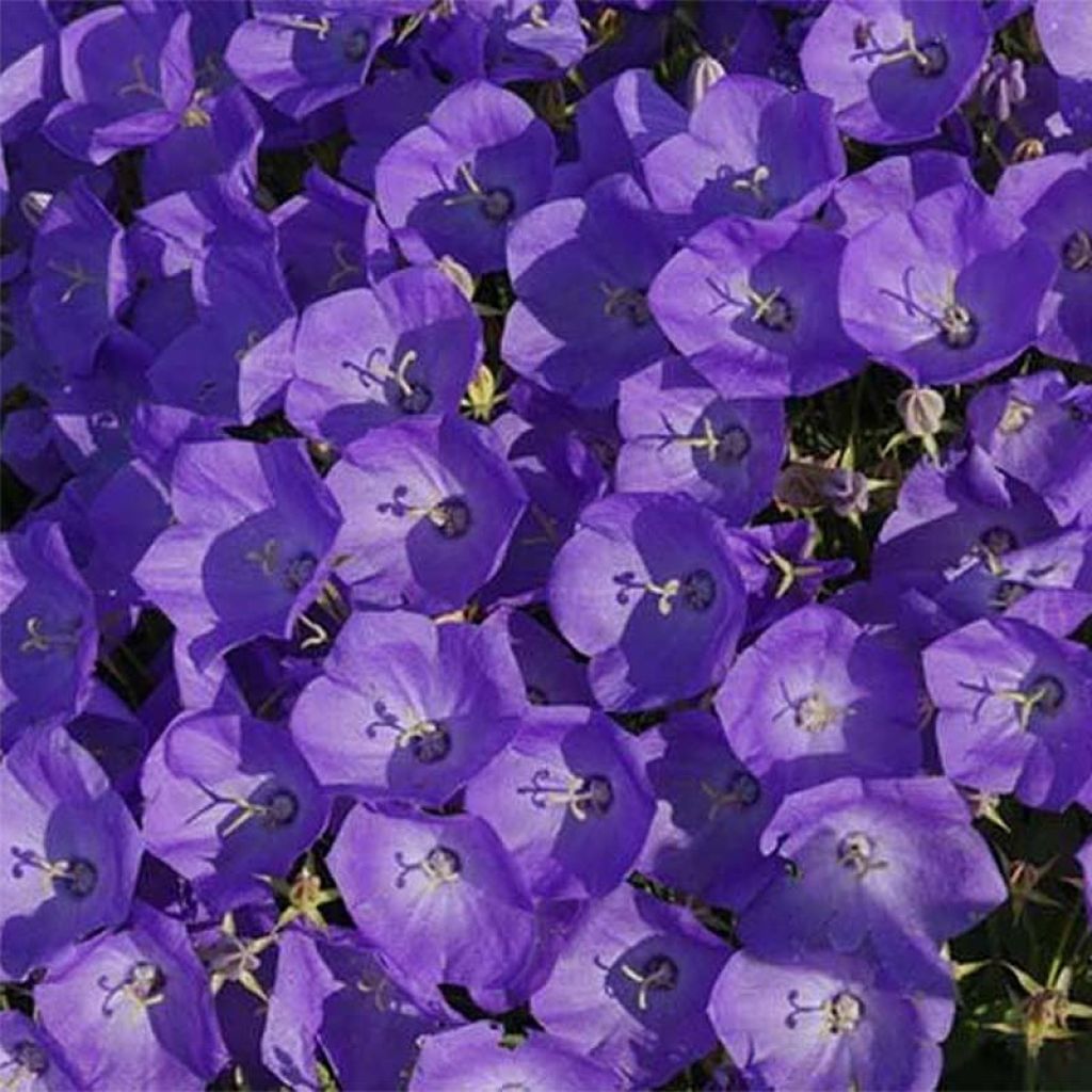 Campanula carpatica var. turbinata Karl Foerster