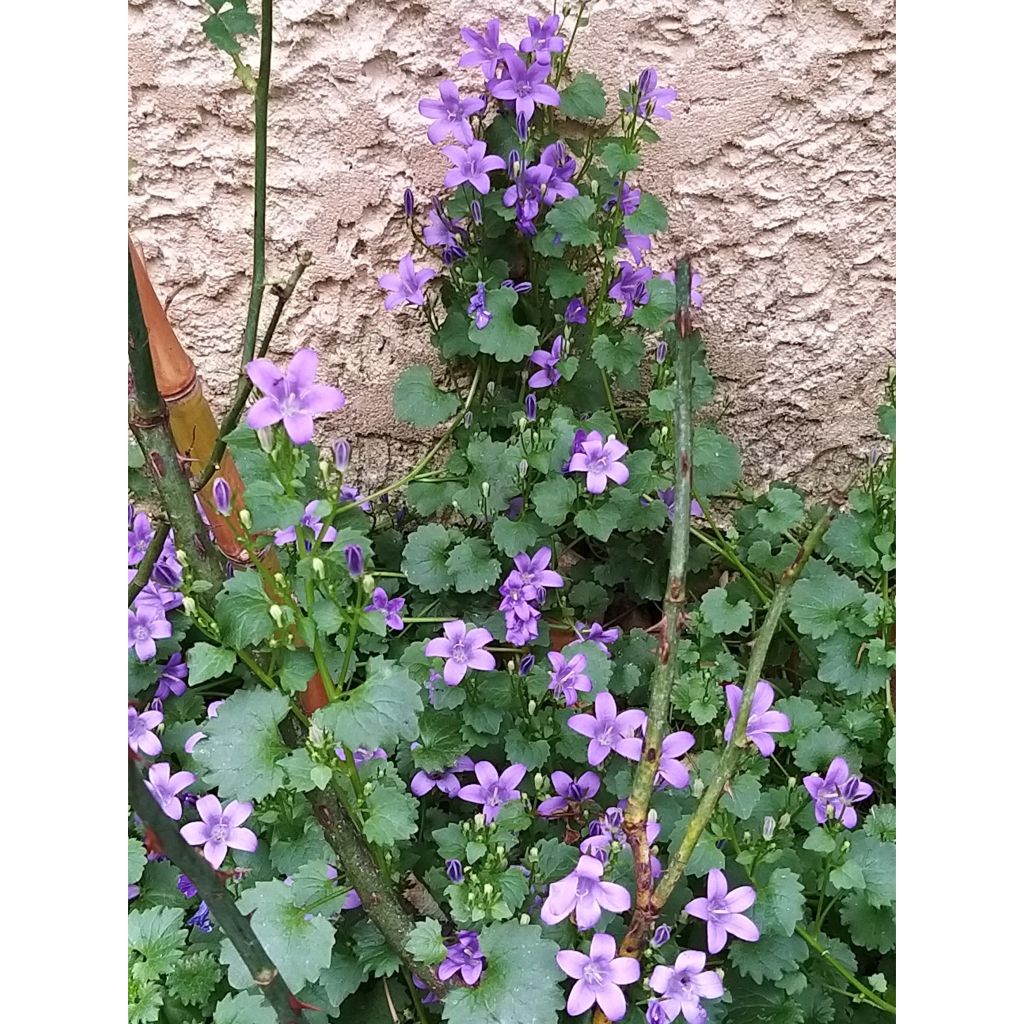 Campanula portenschlagiana