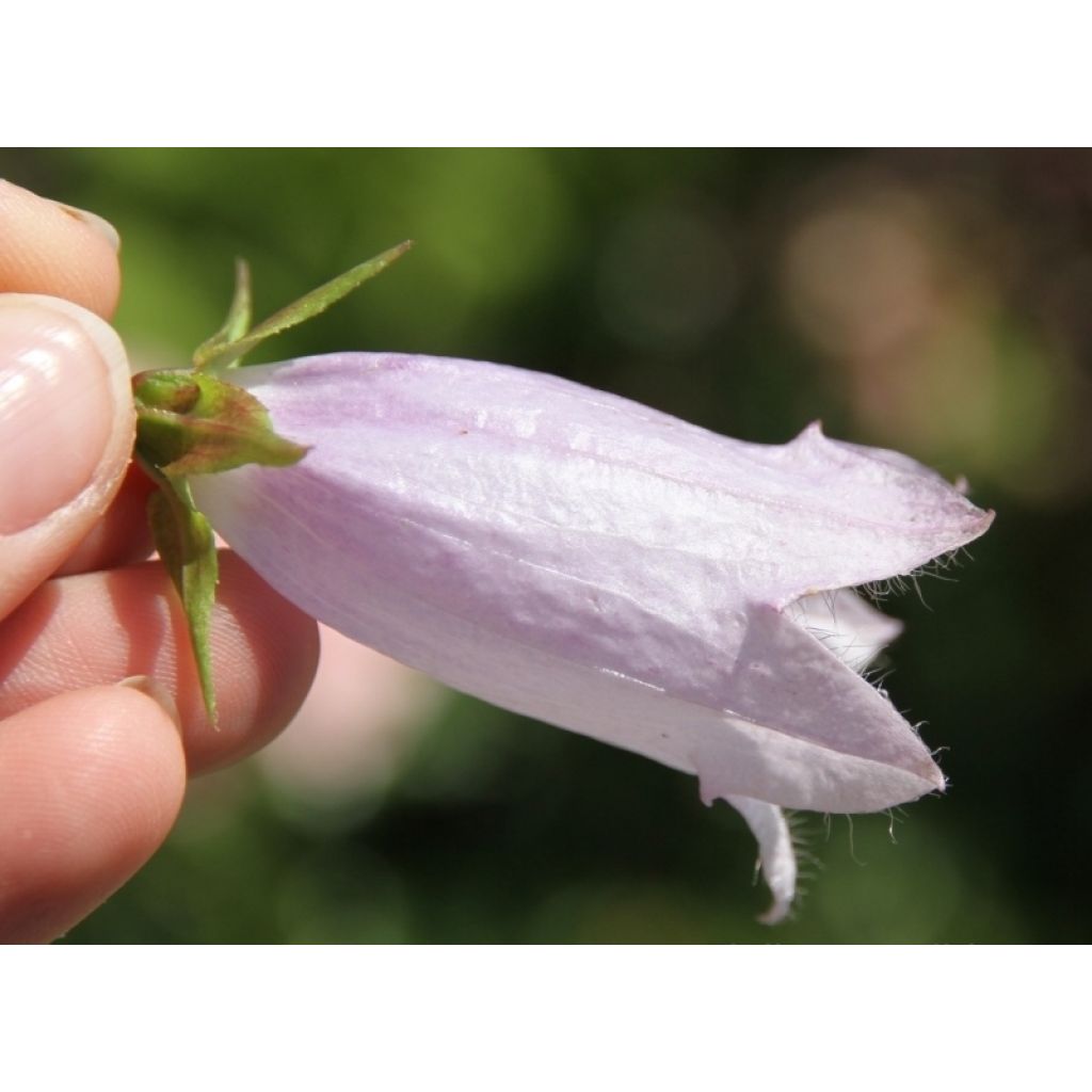 Campanula Iridescent Bells