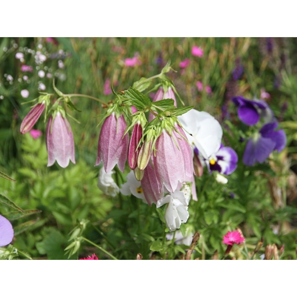 Campanula takesimana Elizabeth