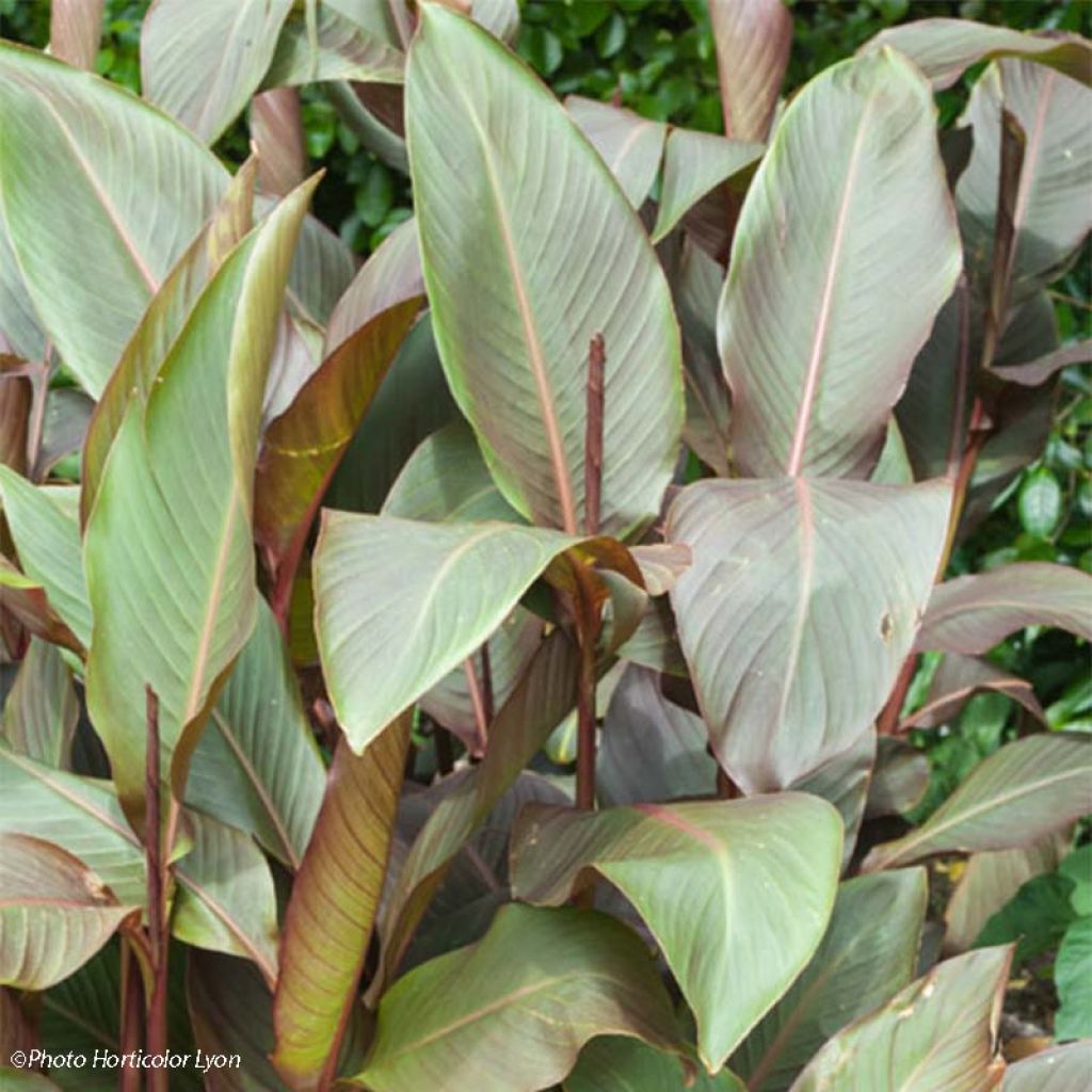 Canna indica Purpurea - Indian shot