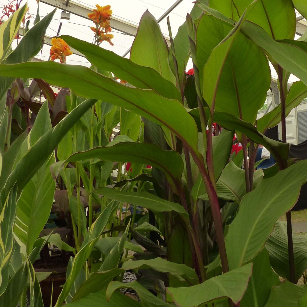 Canna Musifolia - Canna Lily