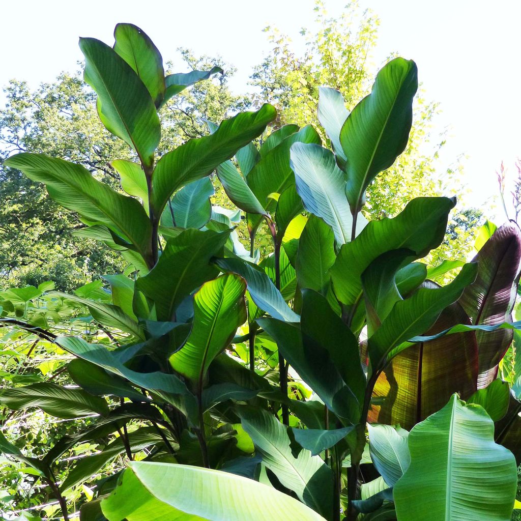 Canna Musifolia - Canna Lily