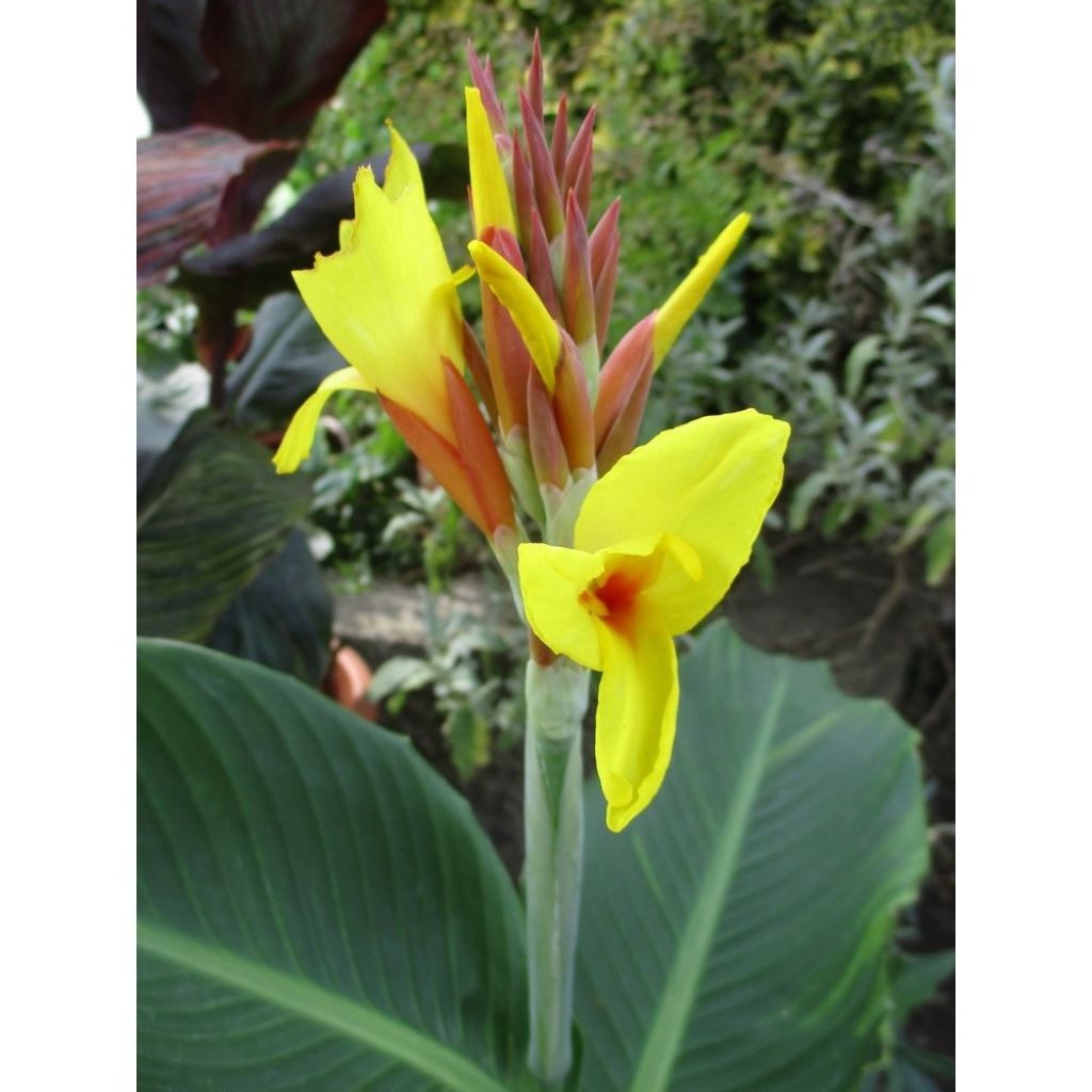 Canna Talisman - Indian shot