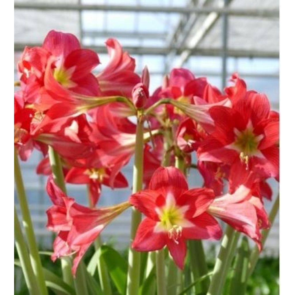 Hippeastrum Striped Garden - Amaryllis