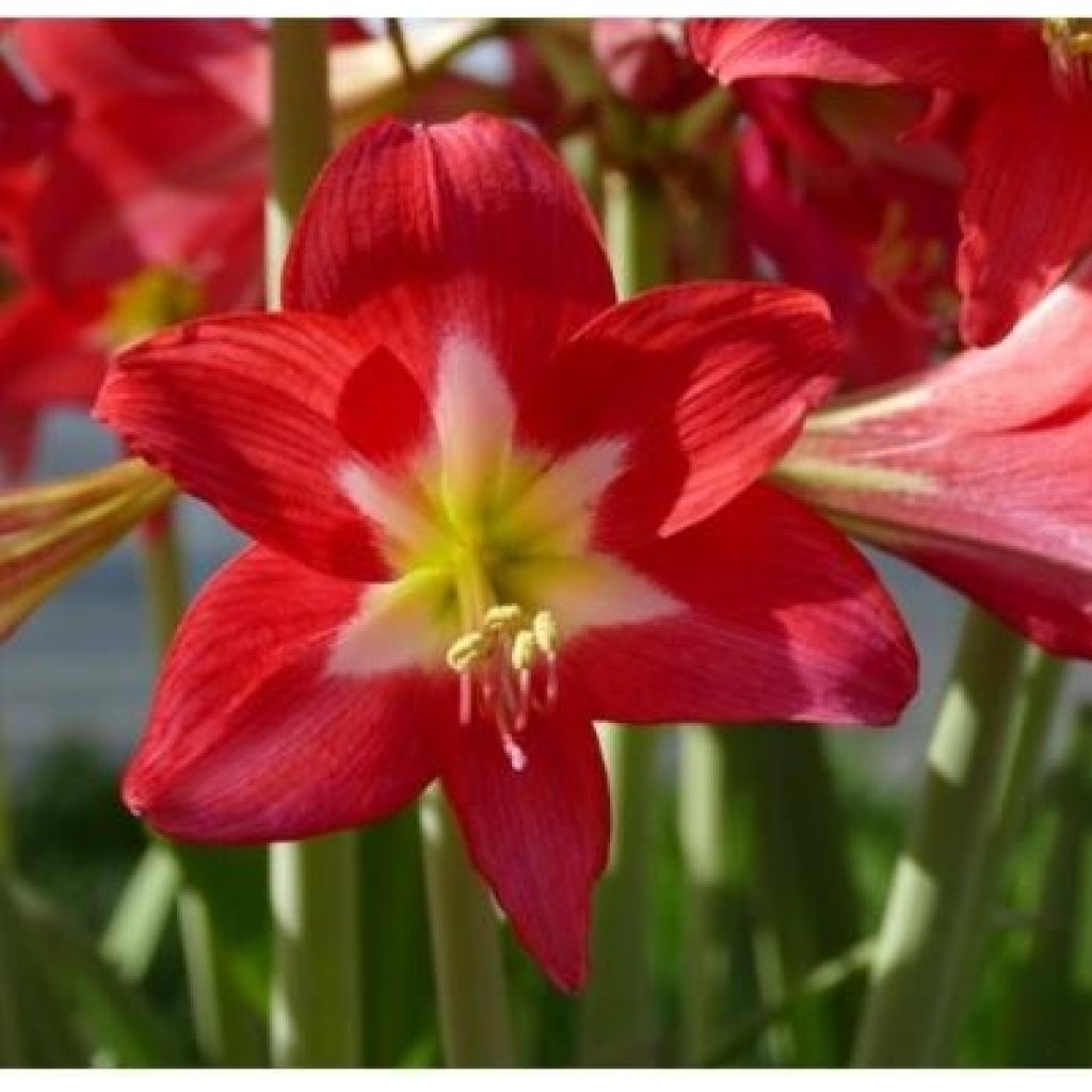 Hippeastrum Striped Garden - Amaryllis