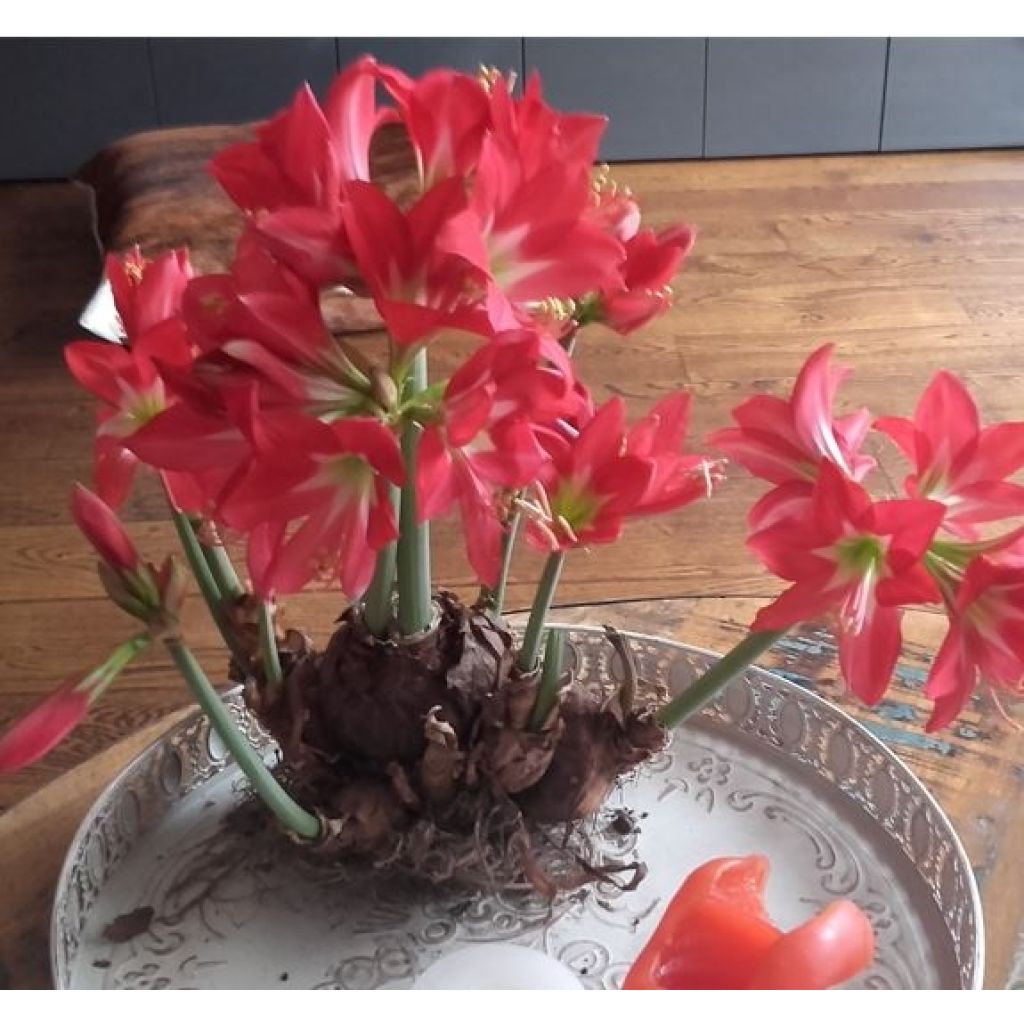 Hippeastrum Striped Garden - Amaryllis