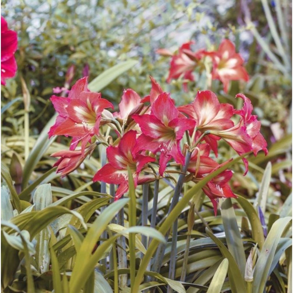 Hippeastrum Striped Garden - Amaryllis