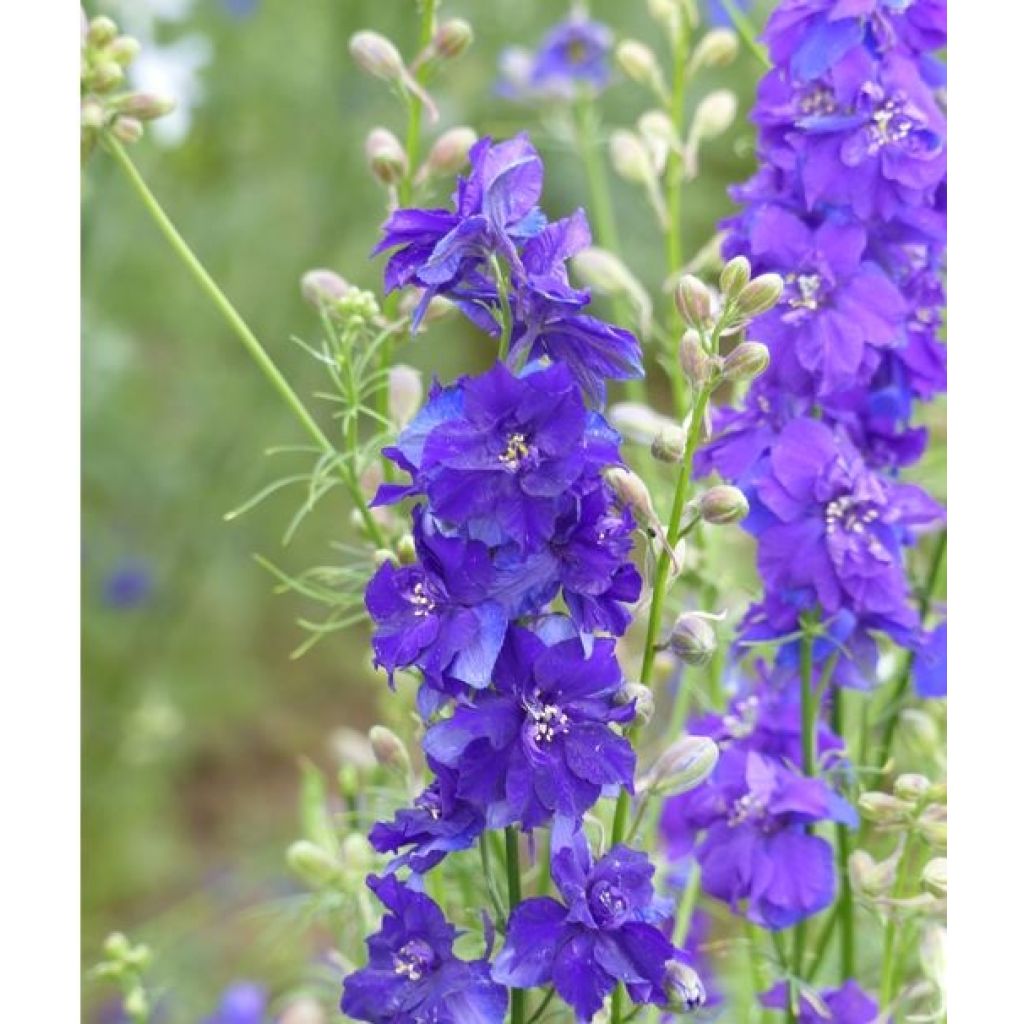 Delphinium consolida DelQIS Dark Blue Edge - Forking Larkspur