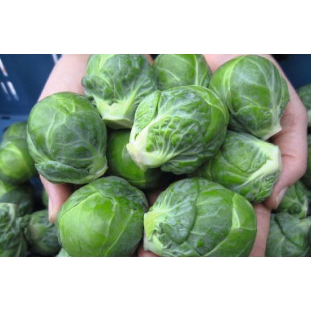 Organic Brussels Sprout Marte F1 plugs - Brassica oleracea gemmifera