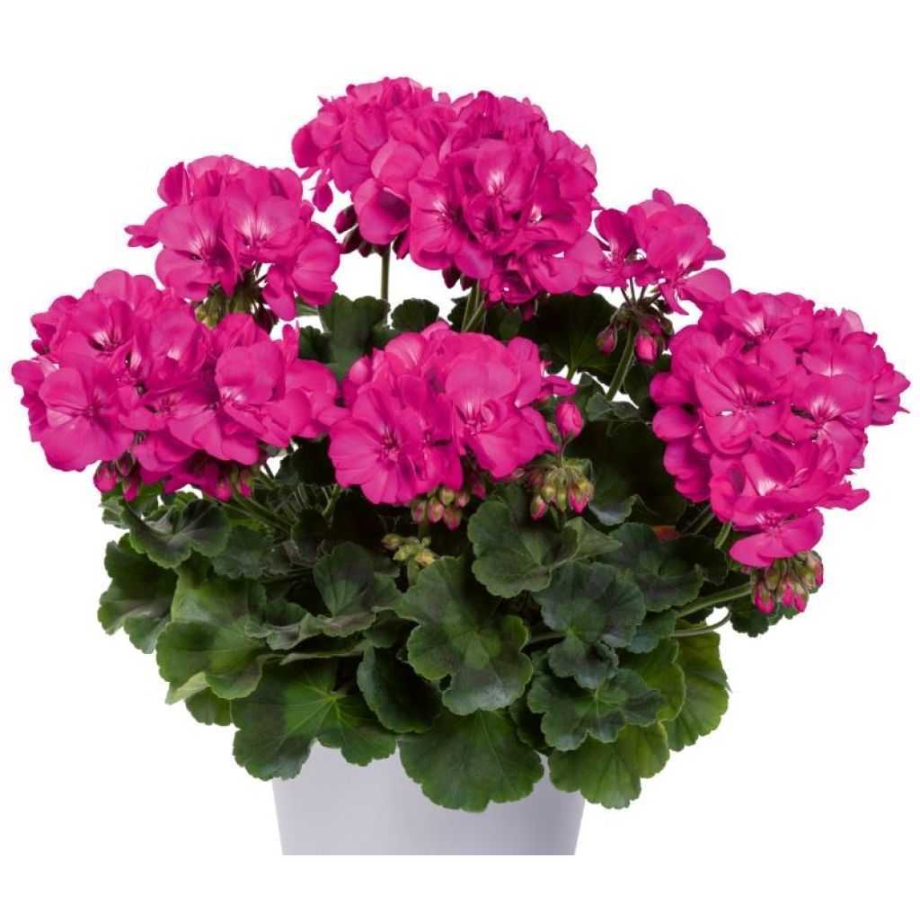 Pelargonium TwoinOne Violet