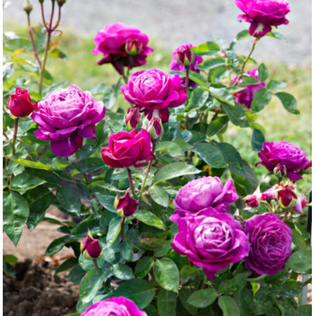 Rosa Heidi Klum (Standard Rose)