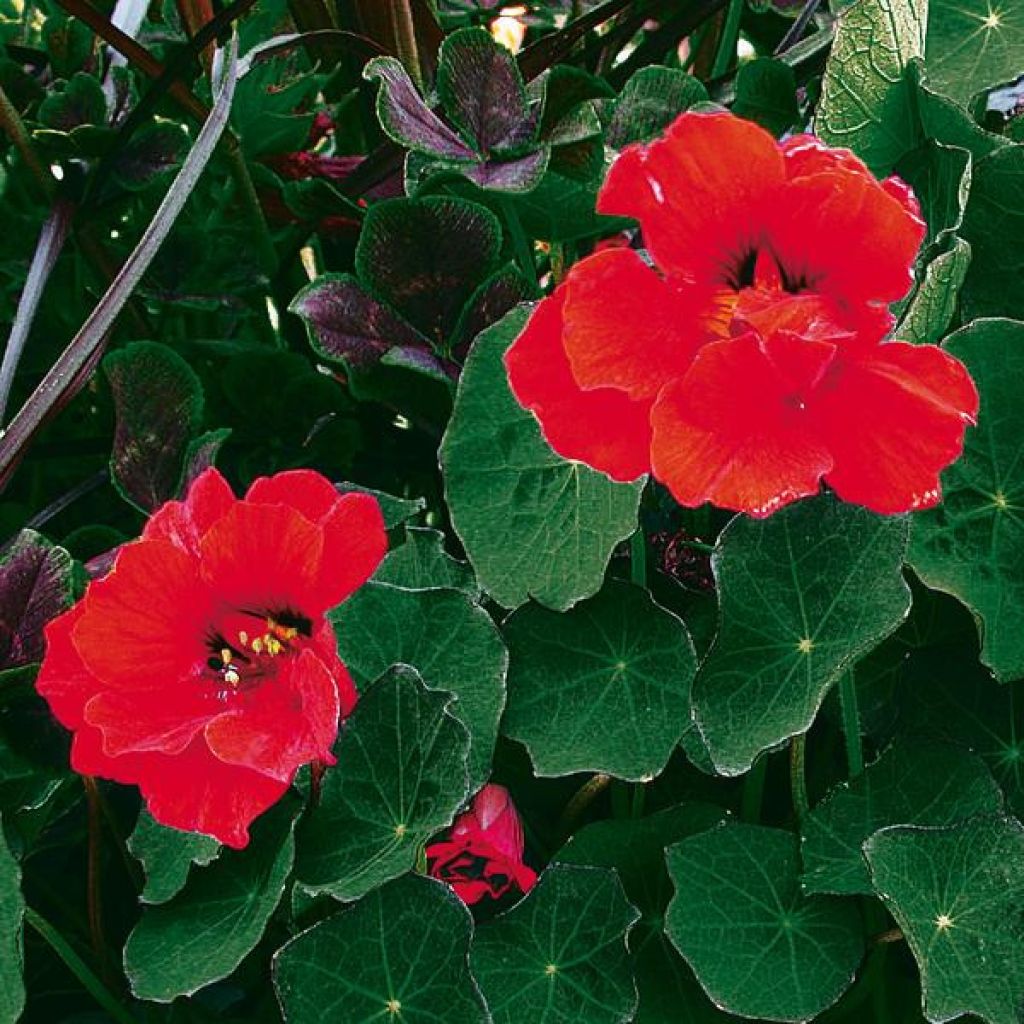 Capucine Red Wonder double - Tropaeolum majus