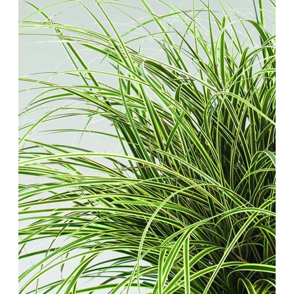 Carex brunnea Jenneke