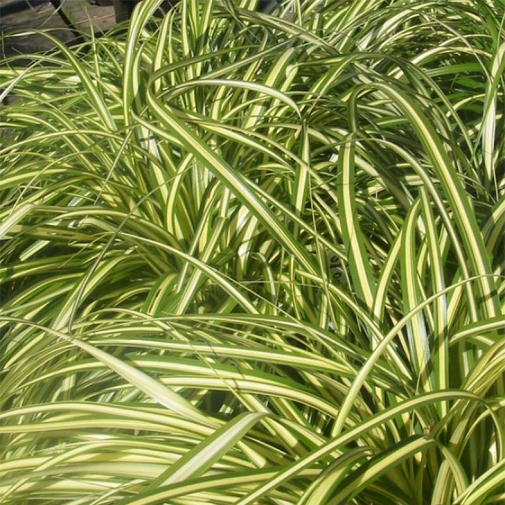 Carex morrowii Aureovariegata