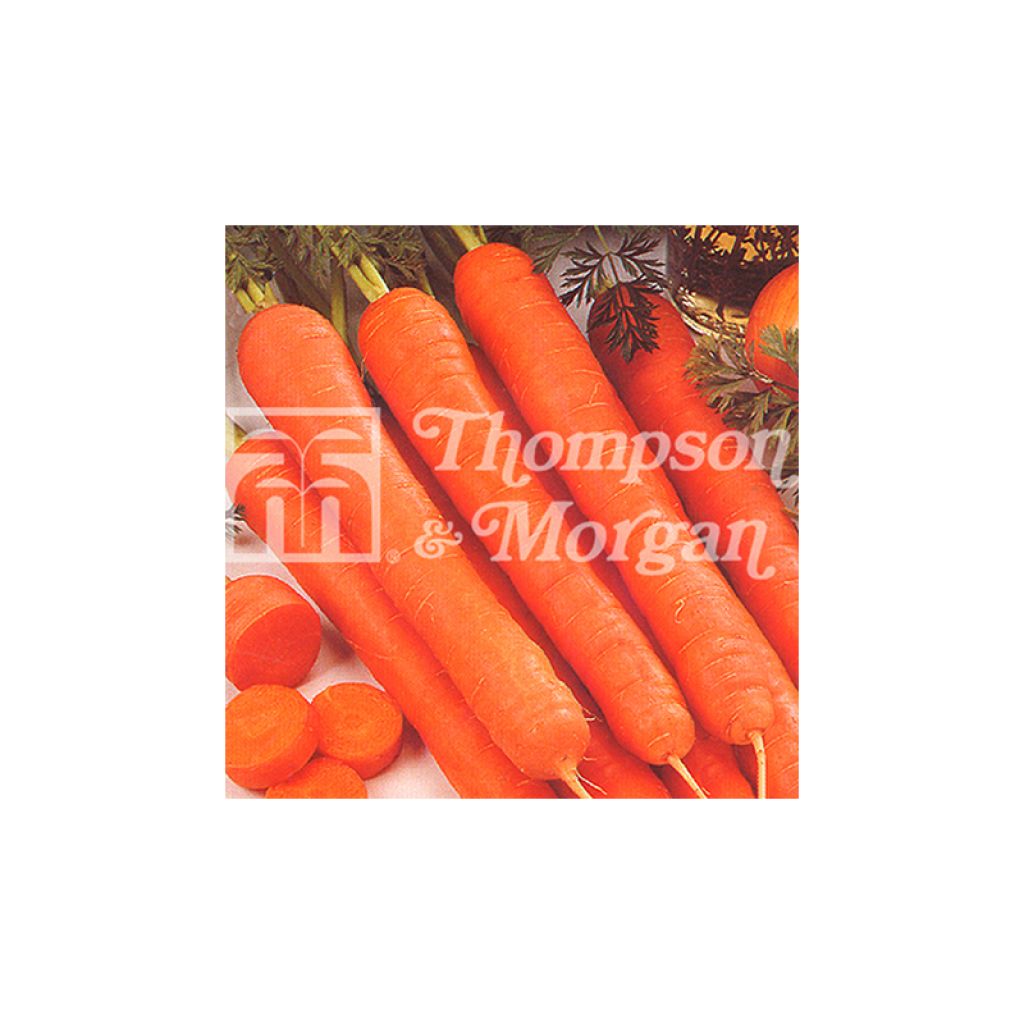 Carrot Amsterdam Forcing 3 - Daucus carota