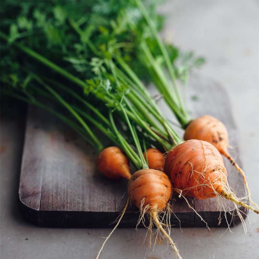 Carrot Paris Market