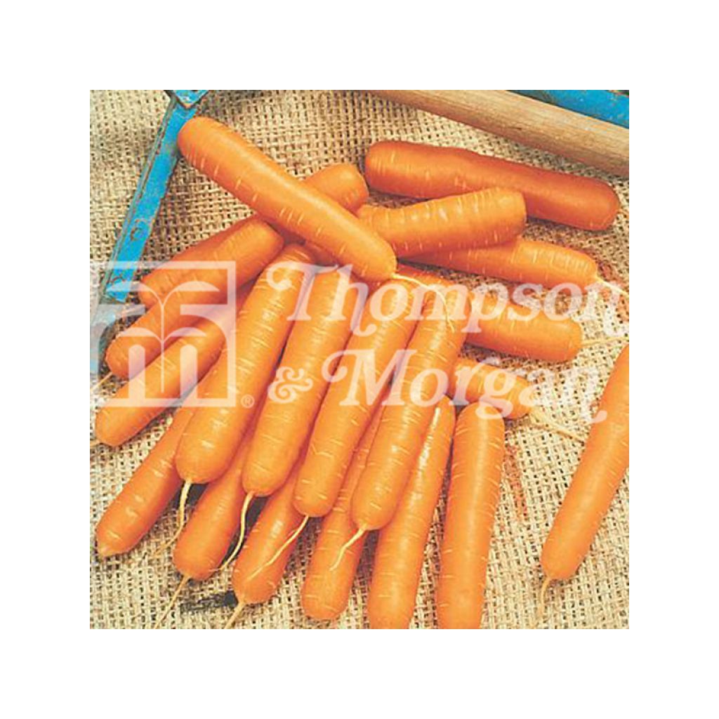 Carrot Nandor F1 - Daucus carota