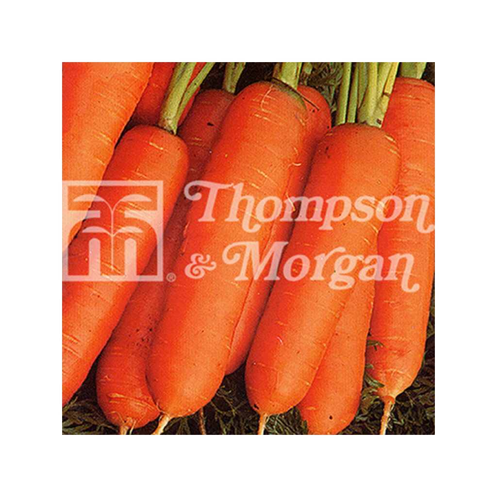 Carrot Nantes 2 Frubund - Daucus carota