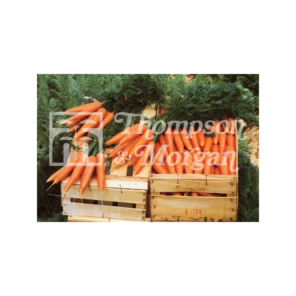 Carrot Primo - Daucus carota