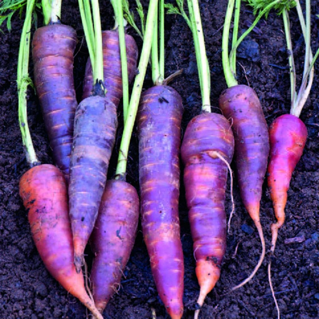 Carrot Purple Haze F1