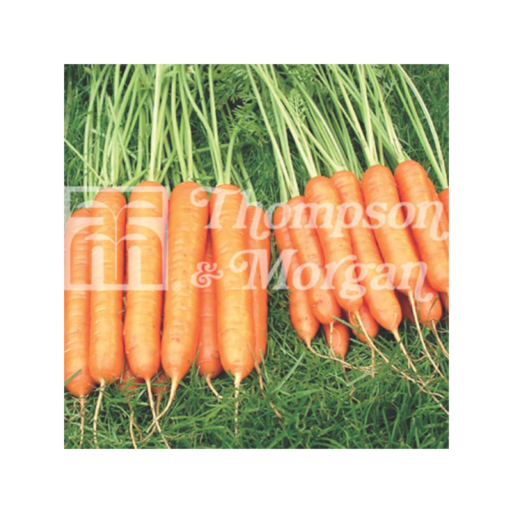 Carrot Sweet Candle F1 - Daucus carota