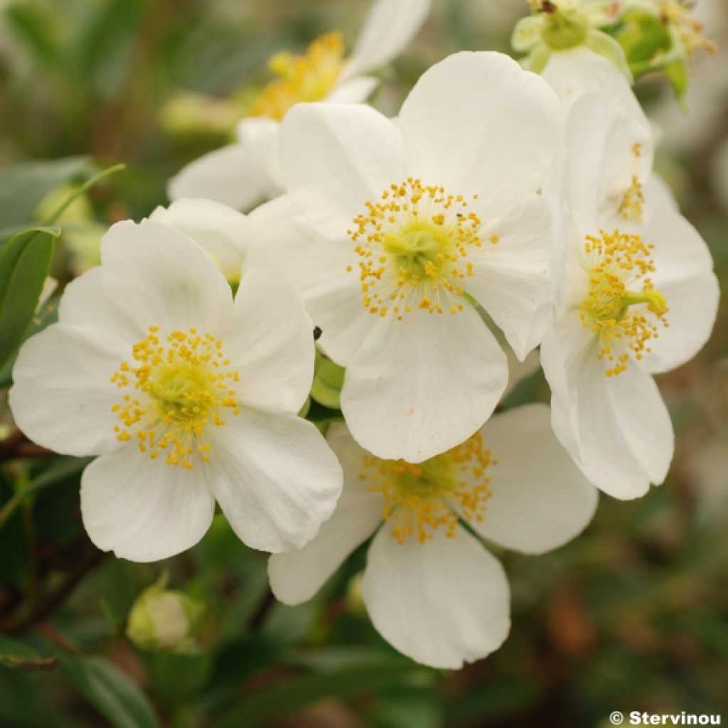 Carpenteria californica