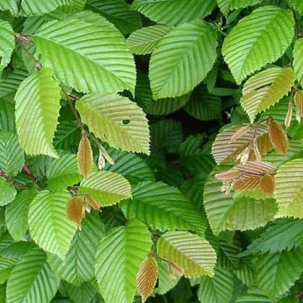 Carpinus betulus - Hornbeam