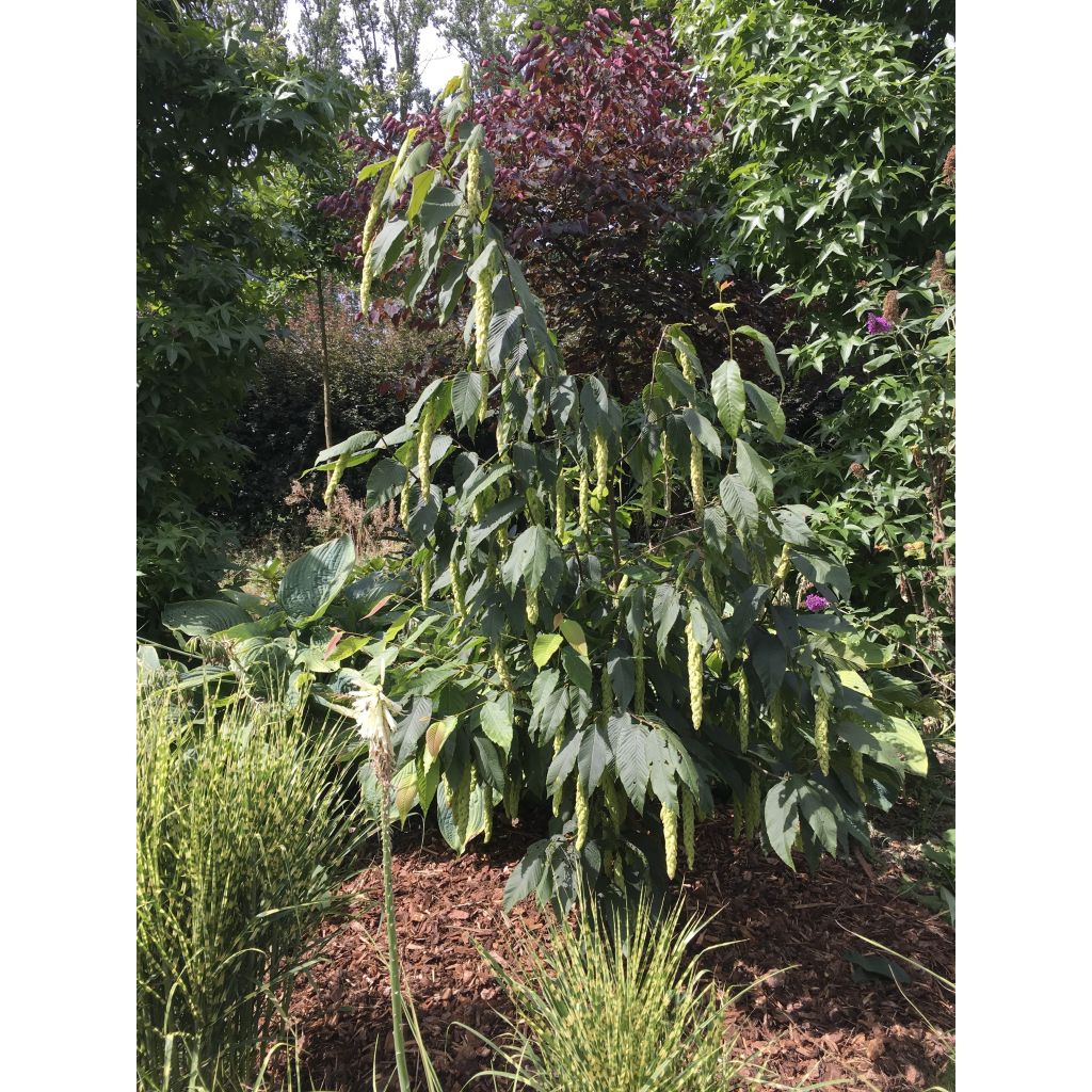 Carpinus fangiana - Monkey-tail Hornbeam