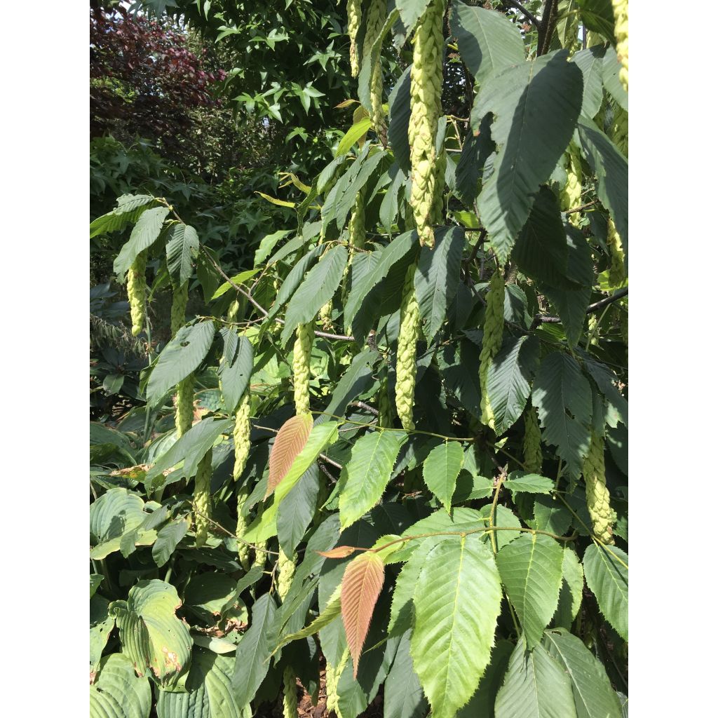 Carpinus fangiana - Monkey-tail Hornbeam