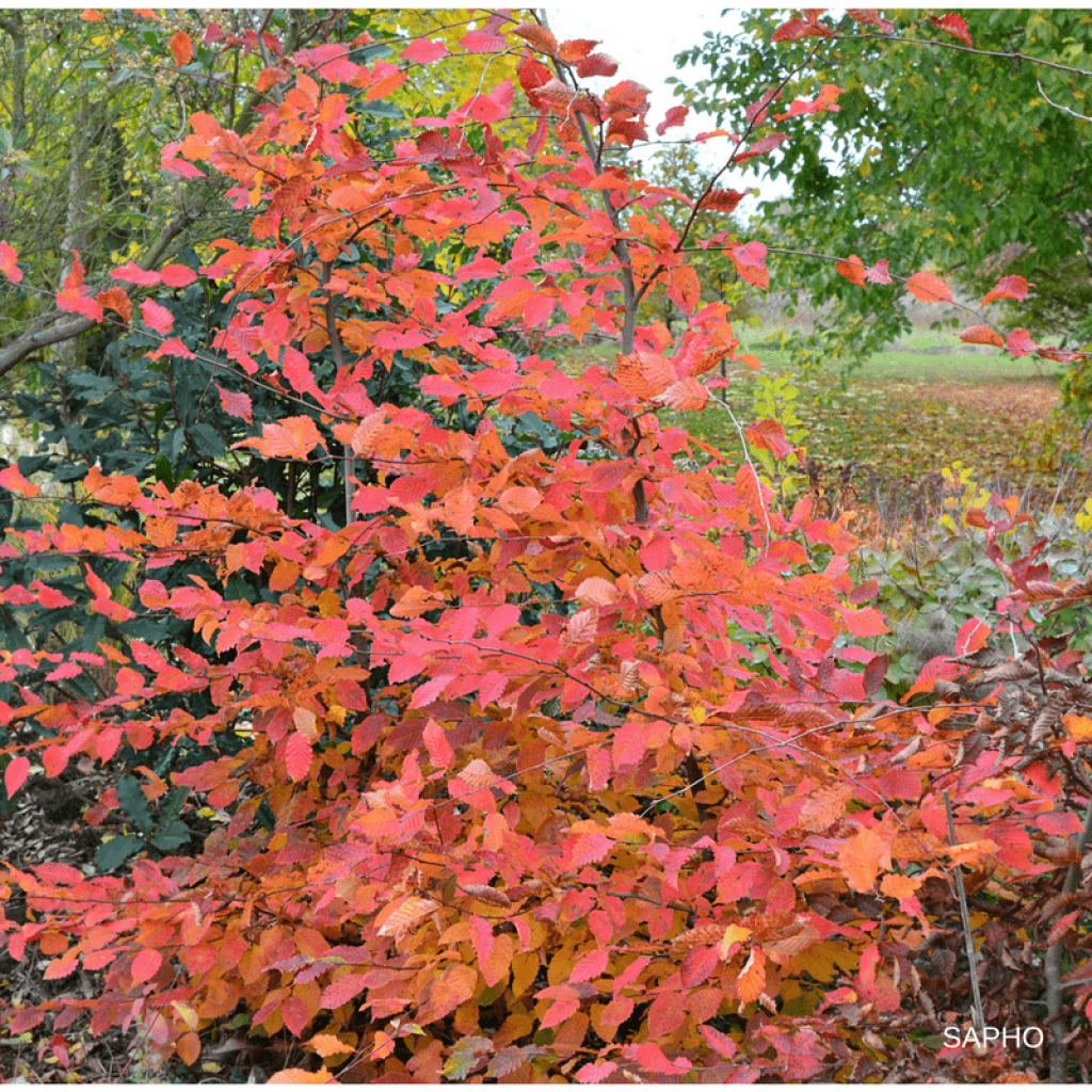 Carpinus betulus Rockhampton® 'Lochglow'