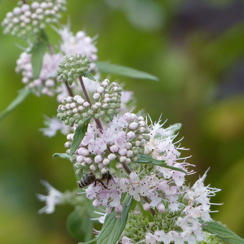 Caryopteris clandonensis Pink Perfection - Bluebeard