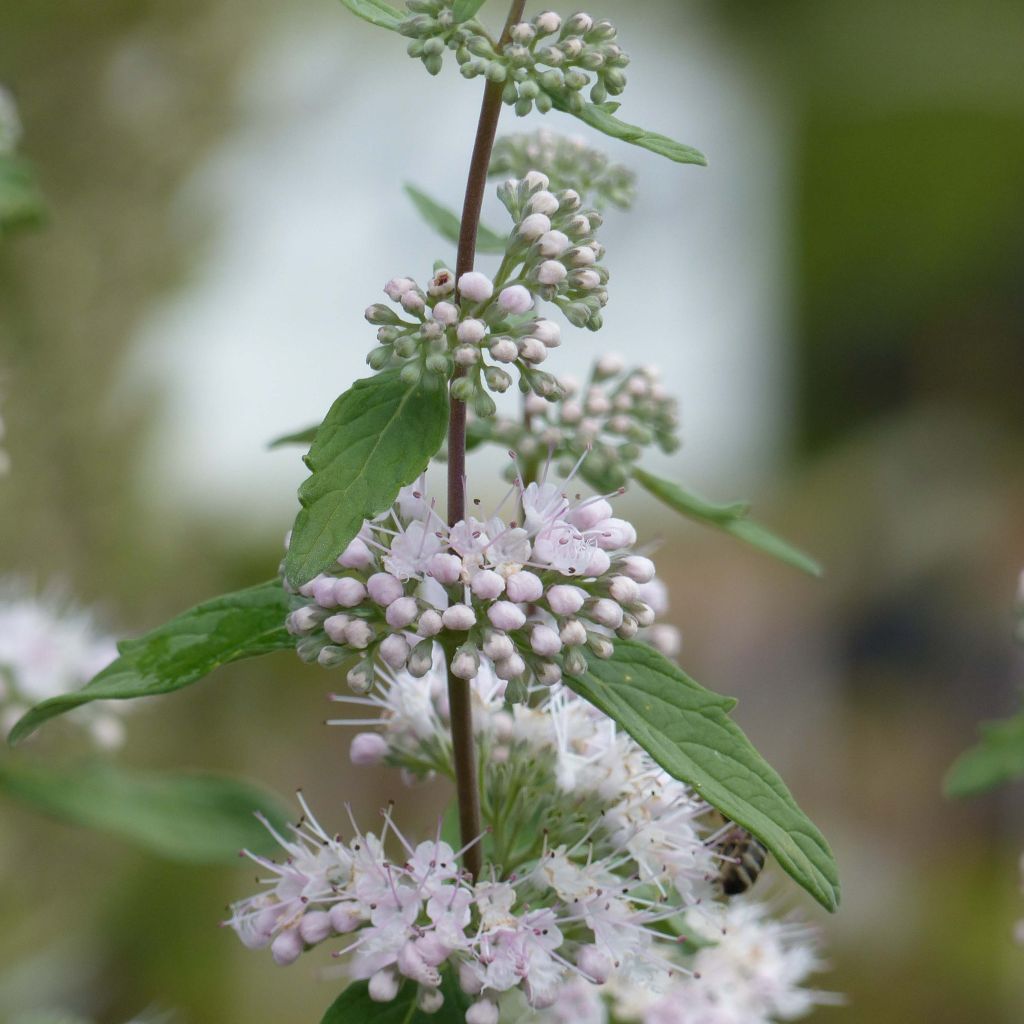 Caryopteris clandonensis Pink Perfection - Bluebeard