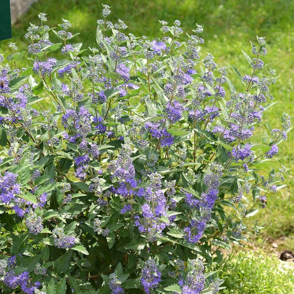 Caryopteris clandonensis Blue Balloon - Bluebeard