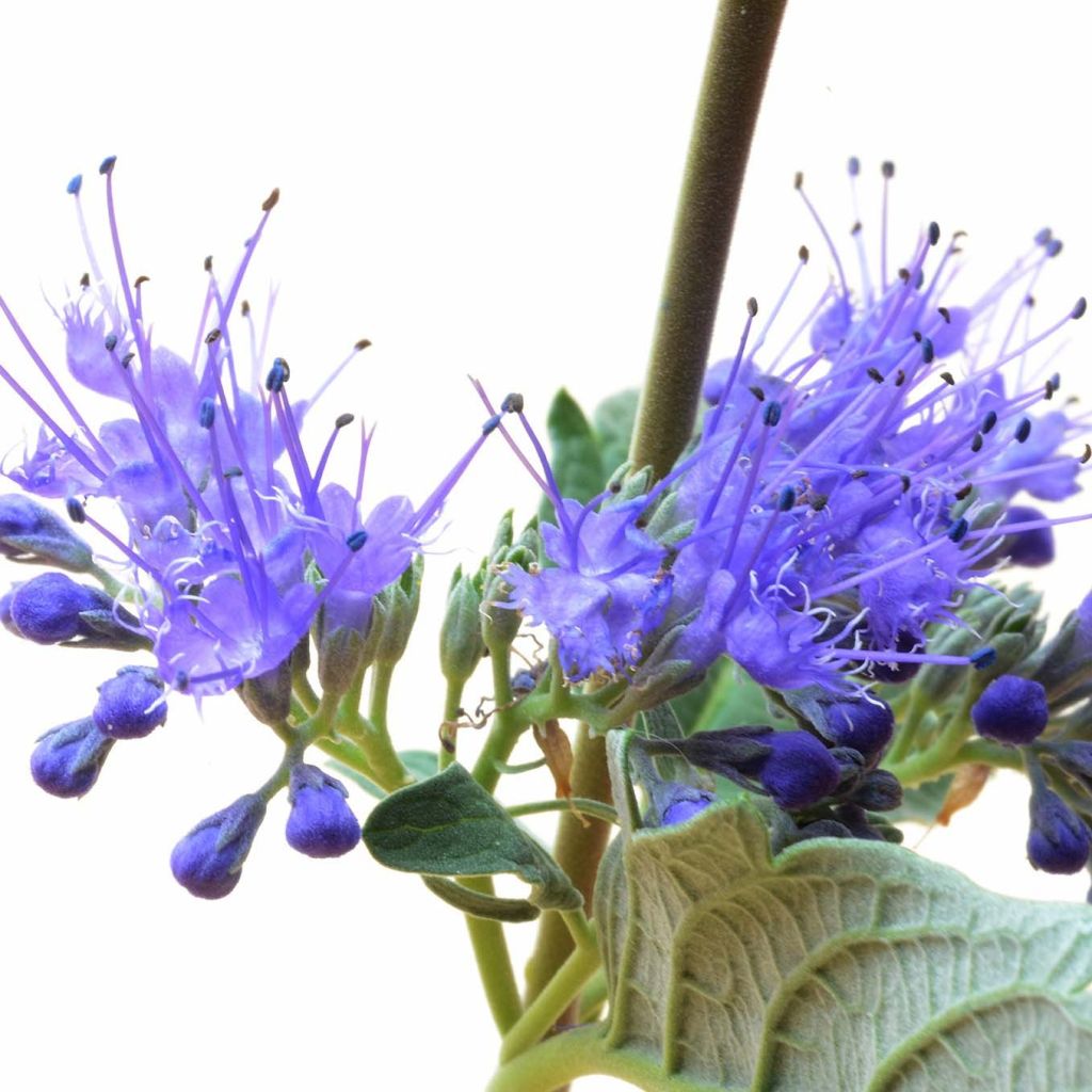 Caryopteris clandonensis Blue Balloon - Bluebeard