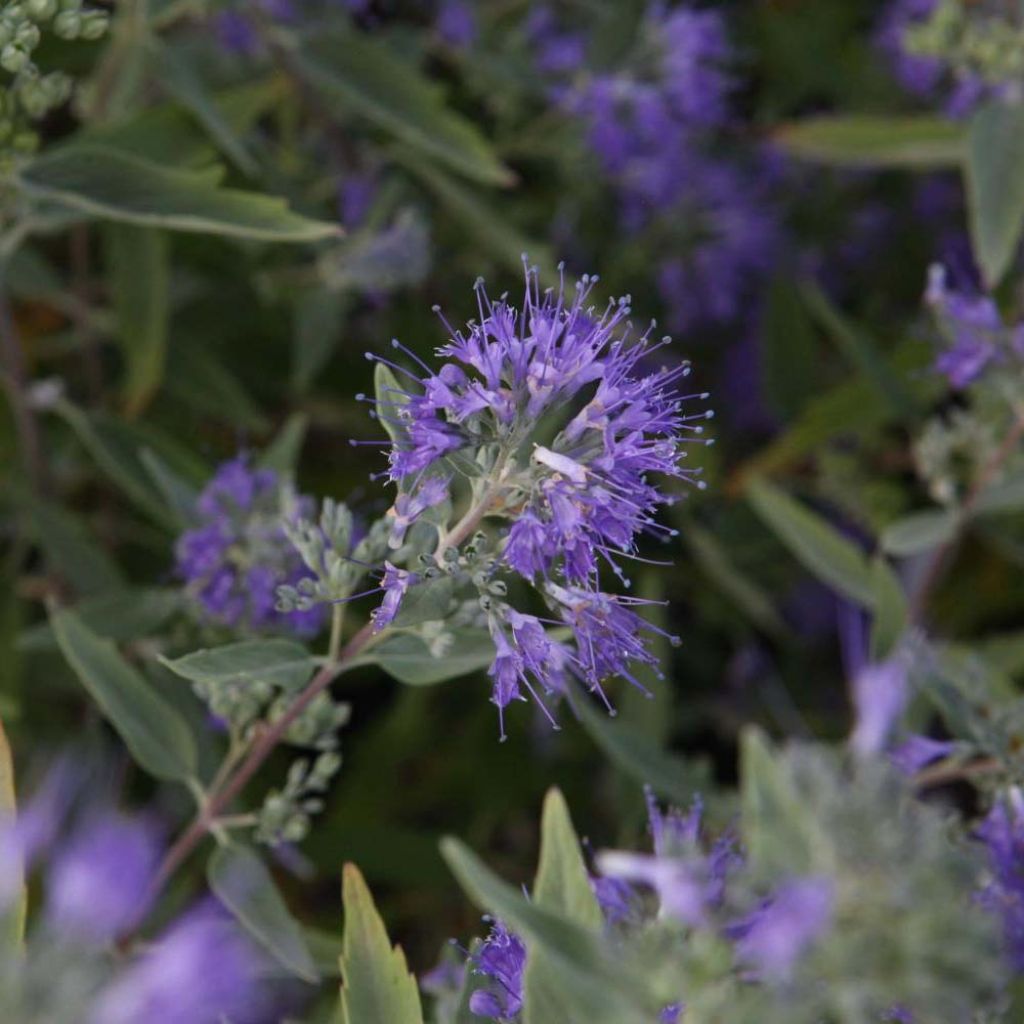 Caryopteris clandonensis Ferndown - Bluebeard