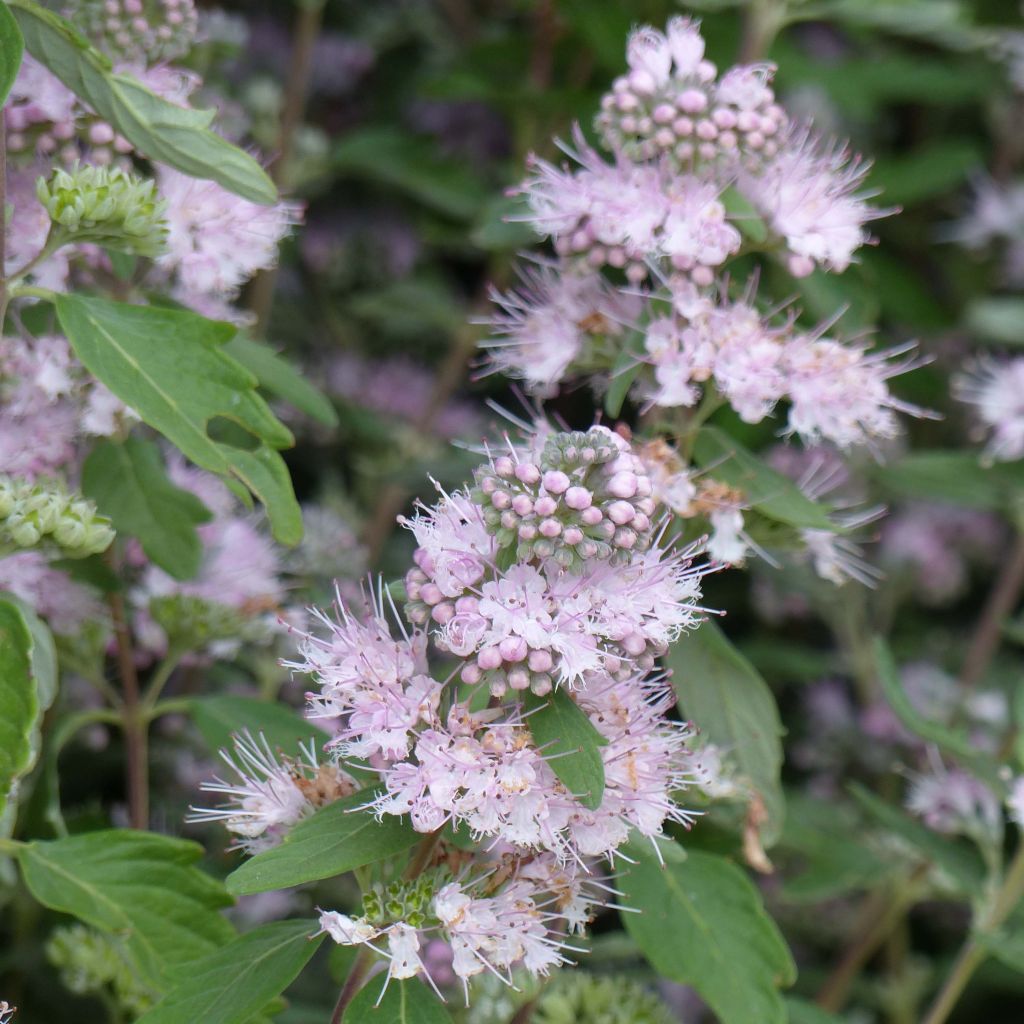 Caryopteris clandonensis Pink Perfection - Bluebeard