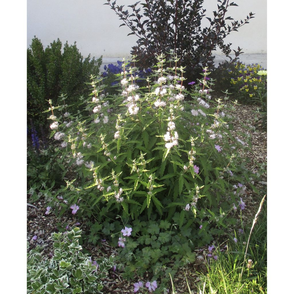 Caryopteris clandonensis Pink Perfection - Bluebeard