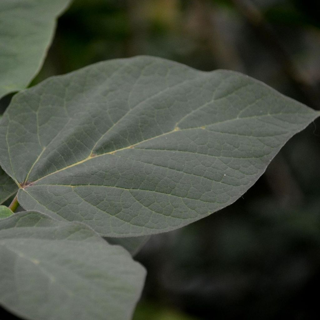 Catalpa erubescens Purpurea - Catalpa pourpre