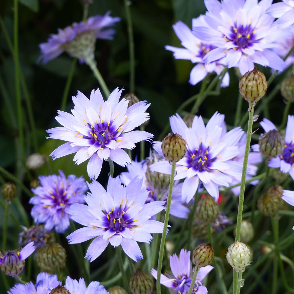 Catananche caerulea