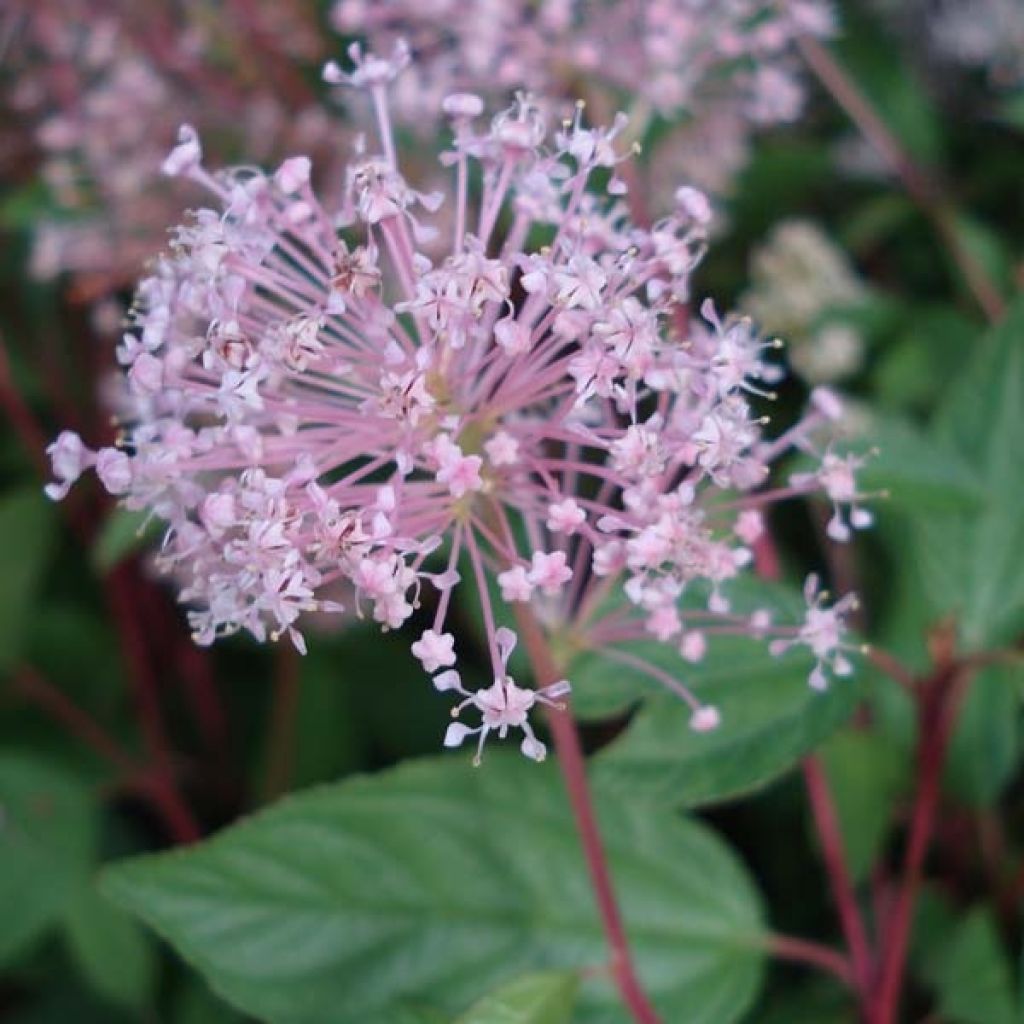 Céanothe pallidus Marie Simon - Lilas de Californie