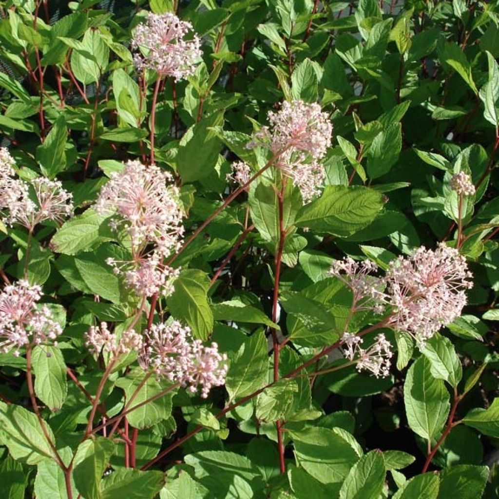 Céanothe pallidus Marie Simon - Lilas de Californie