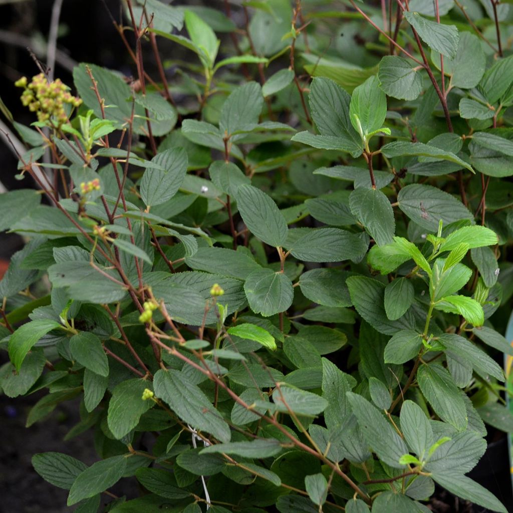 Céanothe pallidus Marie Blue - Lilas de Californie