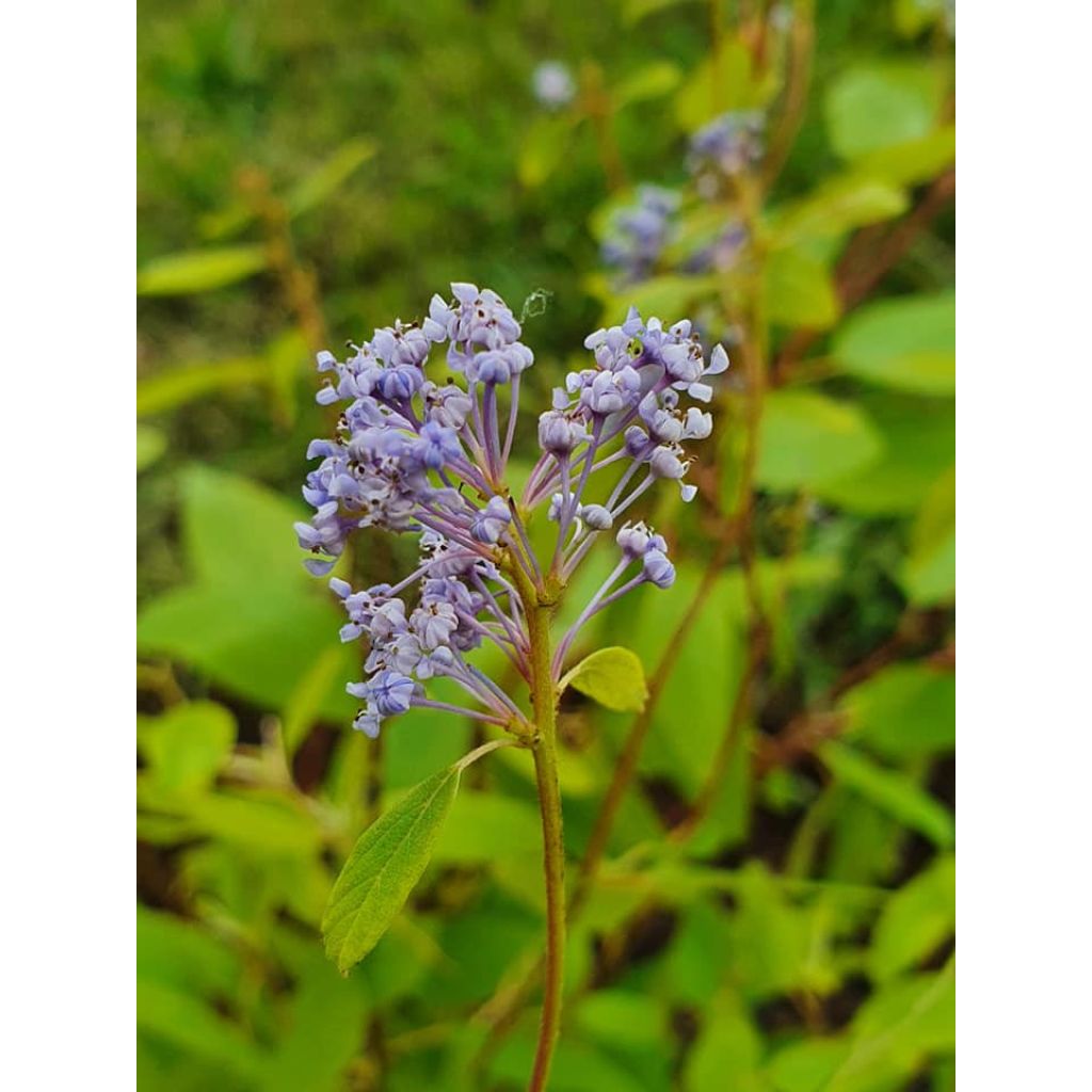 Ceanothus pallidus Marie Blue