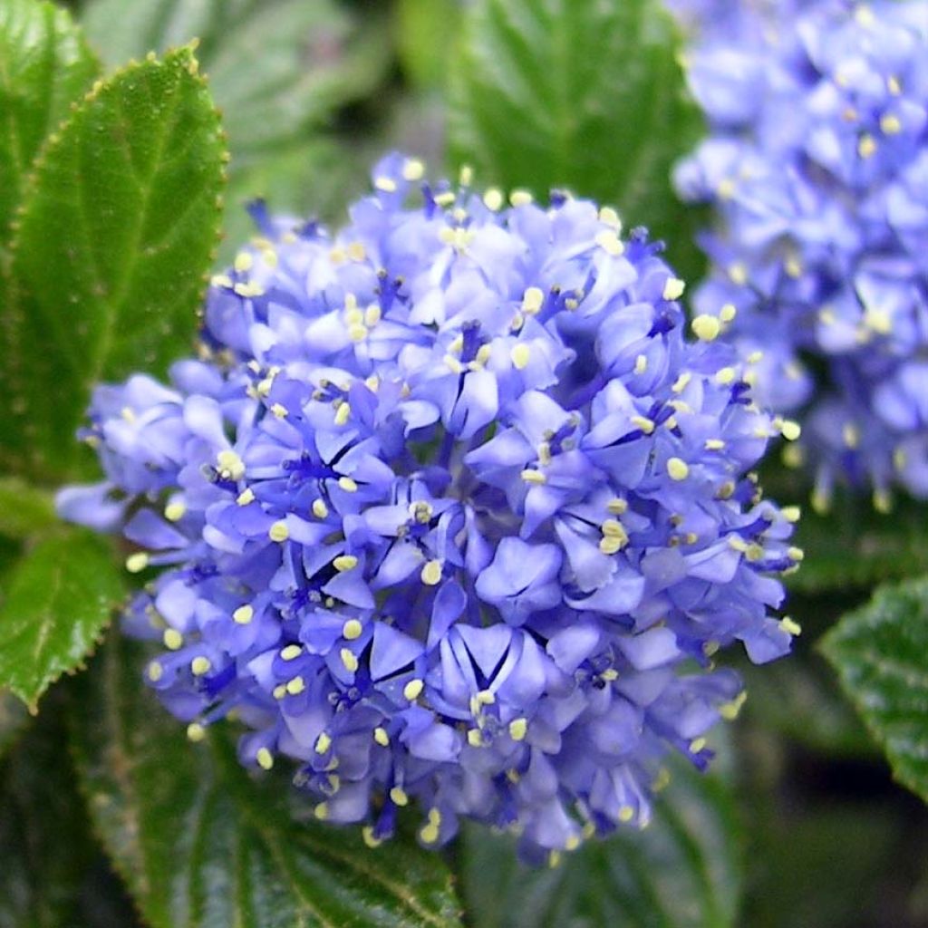 Ceanothus thyrsiflorus repens - Californian Lilac