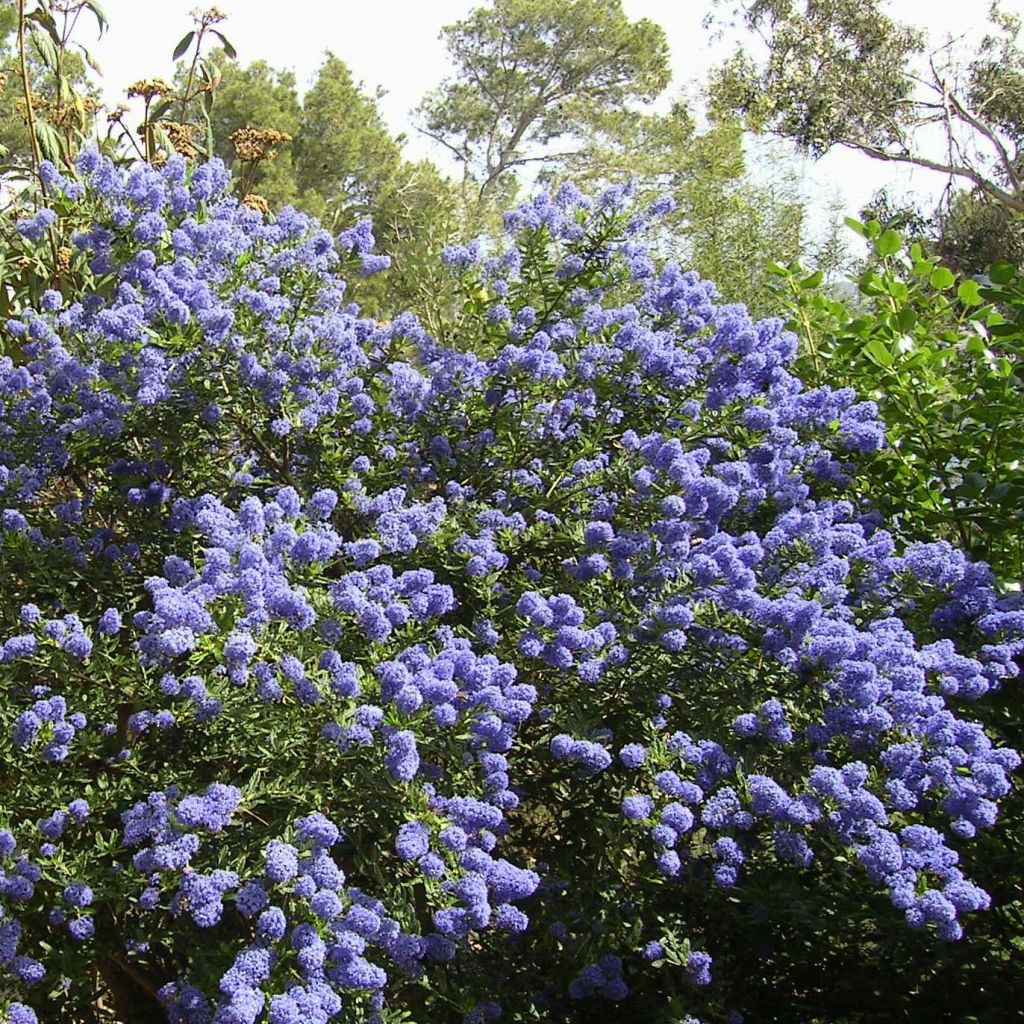 Ceanothus thyrsiflorus repens - Californian Lilac