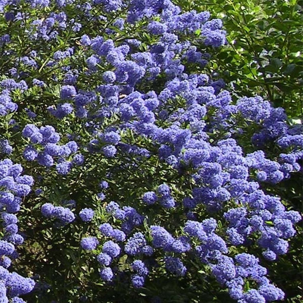 Ceanothus thyrsiflorus repens - Californian Lilac