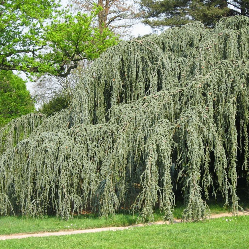 Cedrus libani subsp. atlantica Glauca Pendula - Blue Atlas Cedar