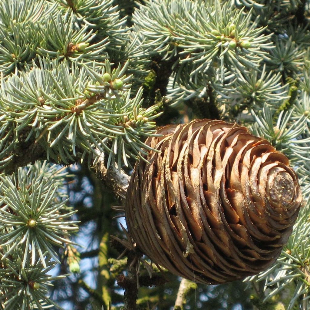 Cedrus libani subsp. atlantica Glauca Pendula - Blue Atlas Cedar